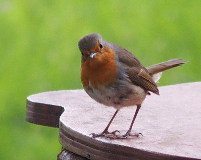 A robin, isn't it?