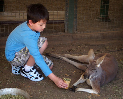 Well-fed kangaroo refuses Charlie's offer