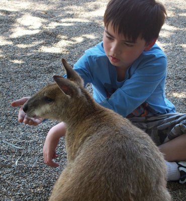 Charlie gets wallaby slightly interested