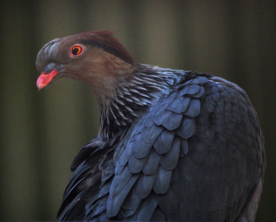 3255: Head-turning pigeon
