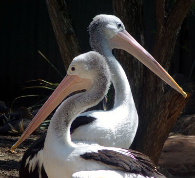 3270: Two Australian pelicans