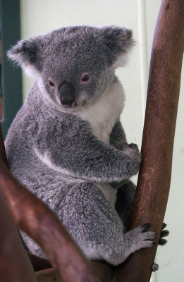 3277: Handsome koala