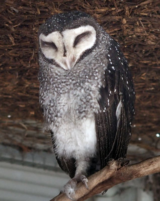 3289: Lesser sooty owl