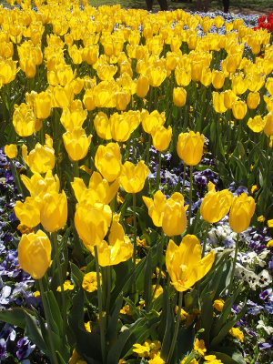 3412: Yellow tulips