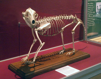 3574: Thylacine skeleton