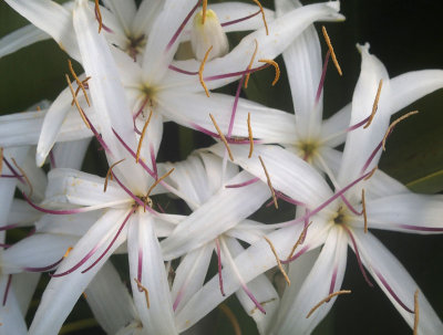 Uncultivated beside the walk