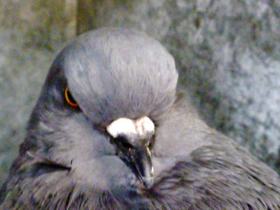 Fierce pigeon