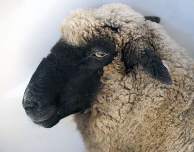 Serious sheep