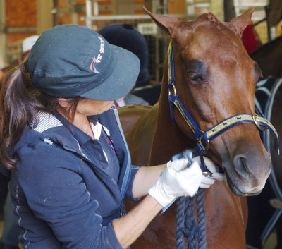 Horse-carer with gloves
