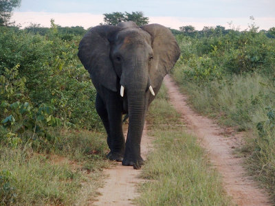 0773: Approaching elephant