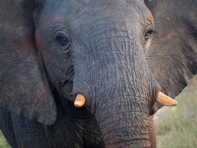 0785: Close-up elephant