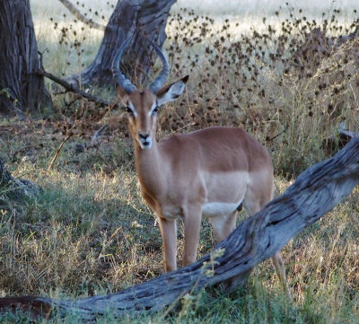 0806: Impala buck