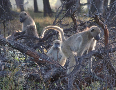 0822: Treeful of baboons