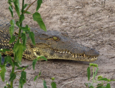 1267: Nile crocodile