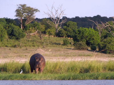 1276: Friendly hippo
