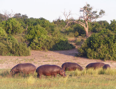1301: More grazing hippos