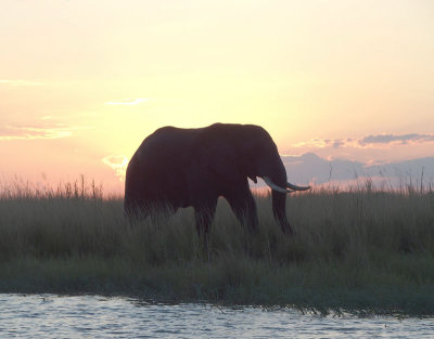 1380: Sun setting behind an elephant