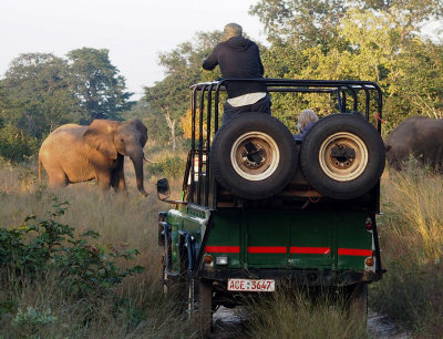 How to photograph an elephant