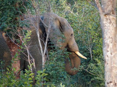 Elephant going away into the bush