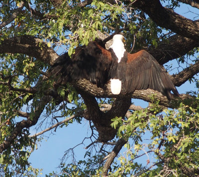 1999: African fish eagle