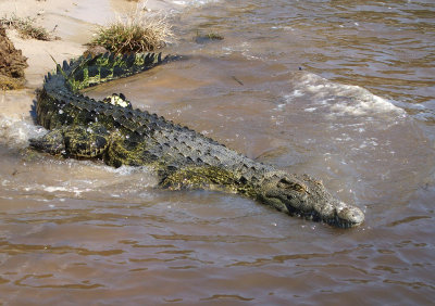 1529: Nile crocodile