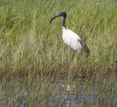 1573: African sacred ibis 