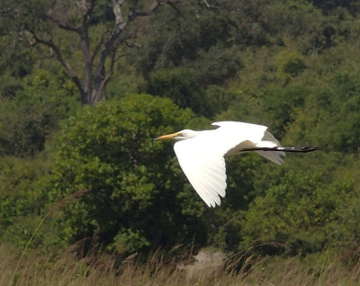 1575: Egret in flight