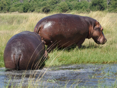 1577: Big-bummed hippos