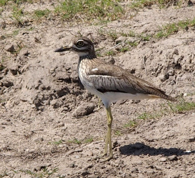 1593: Water thick-knee
