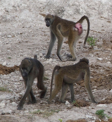 1698; Three baboons