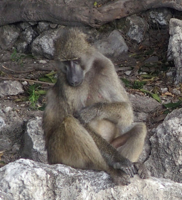 1699: One baboon, thinking
