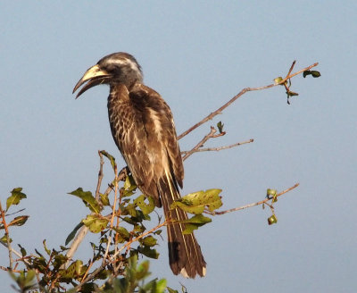 1011: African grey hornbill