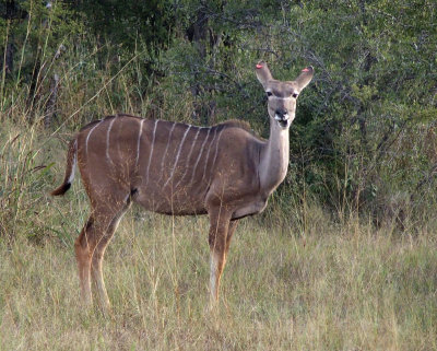 1106: Kudu  female