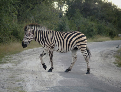 1138: Zebra crossing