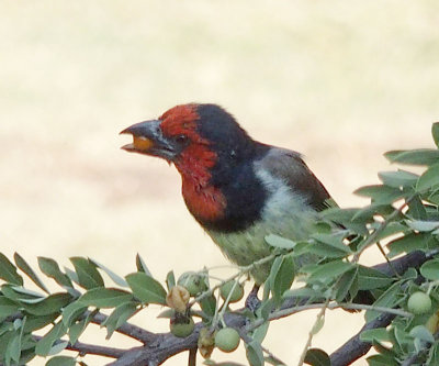 2820: Black-collared barbet