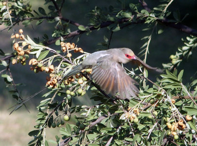 Black-collared barbet  Lybius torquatus