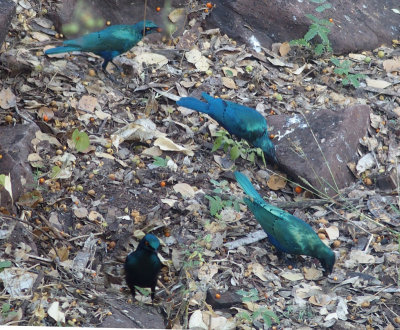 2818: Glossy starlings feeding