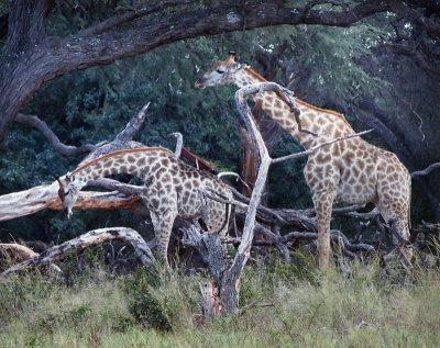 0764: Two giraffes among the dead timber