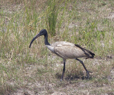 1590: African sacred ibis