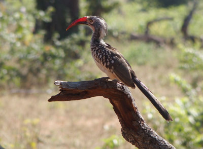 1799: Southern red-billed hornbill
