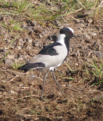 2189: Blacksmith plover