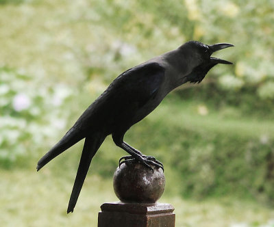 5684: Vocal Crow