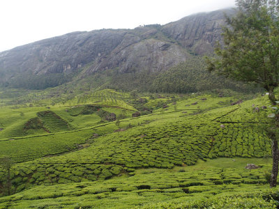 Tea Road Munnar to Thekaddy