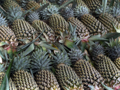 3536: Good-looking pineapples