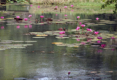 3658: Pool next to the Sigiriya Museum
