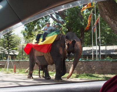 3661: Elephant for tourists
