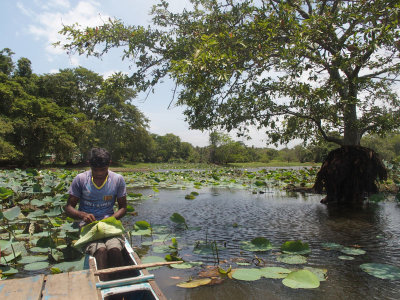 3701:Making hats from lotus leaves