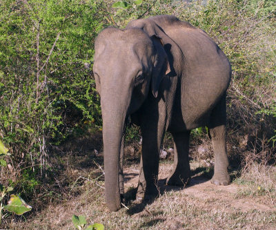 4769: Just one elephant
