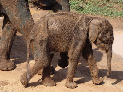 4884: Baby elephant