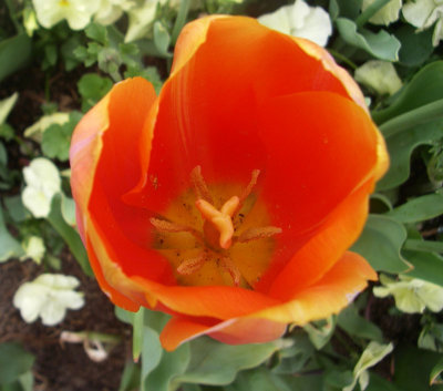 0932: One tulip